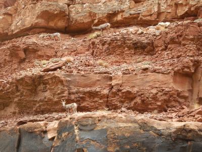 A family of four bighorn sheep. Can you spot the two lambs playing?