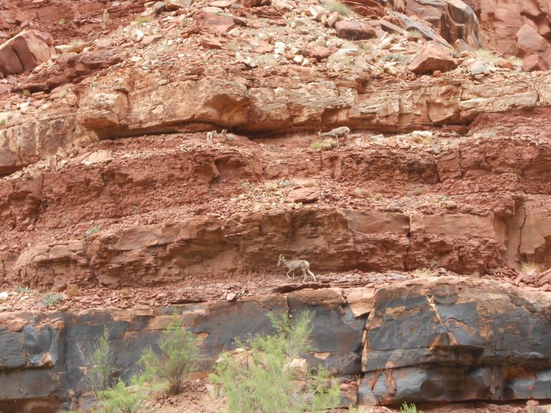 Can you spot all four bighorn sheep? There are two adults and two juveniles. The children were butting heads when we floated by.