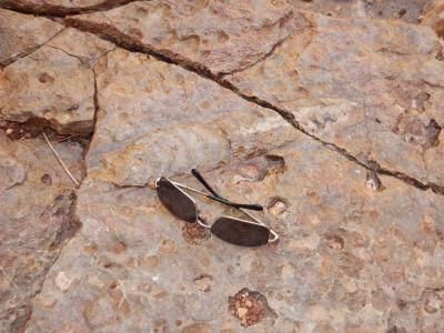 A nautiloid fossil by Crystal's sunglasses (for scale).