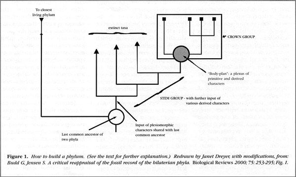 Figure 1. How to build a phylum.