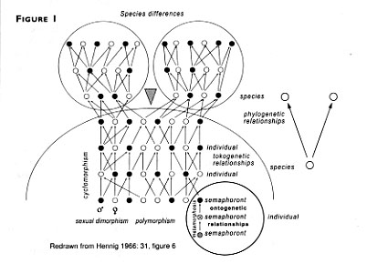 Species differences diagram.