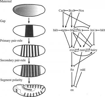 The genetic regulation of segmentation: On the left, patterns of gene expression in a developing Drosophila embryo. On the right, a diagram of the regulatory interactions between the genes which produce this patterning. Arrows indicate positive regulatory interactions, a line ending in a flat line indicates negative feedback.    Sean B. Carroll, Jennifer K. Grenier, and Scott D. Weatherbee (2001) From DNA to Diversity: Molecular Genetics and the Evolution of Animal Design, Blackwell Publishing:Cambridge, MA, p. 59, fig. 3.5