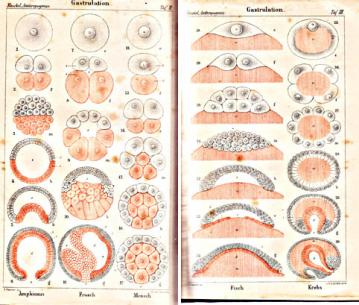 Eggs, cleavage stages, and gastrula stage embryos 