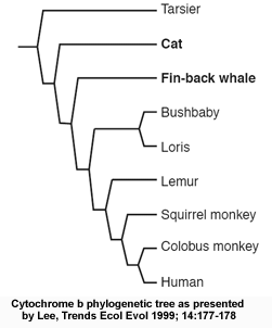 Cytochrome b phylogenetic tree: from Lee, 1999 Trends Ecol Evol 14:177-178