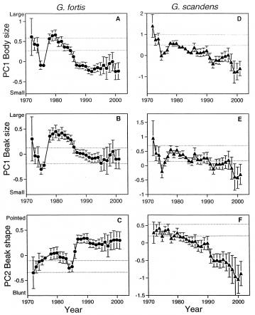 Finch Sizes: Morphological trajectories of adult Geospiza fortis (A to C) and G. scandens (D to F). In the absence of change, mean trait values should have remained within the 95% confidence intervals (horizontal broken lines) of the estimates from the 1973 samples (body size: G. fortis, n = 115, G. scandens, n = 37; beak traits: G. fortis, n = 173, G. scandens, n = 62). Sample sizes varied from 45 (1997) to 976 (1991) for G. fortis and from 30 (1999) to 336 (1983) for G. scandens. The 1972 sample is composed of the adults (=1 year old) in 1973.  (From [http://www.sciencemag.org/cgi/content/full/296/5568/707 Peter R. Grant and B. Rosemary Grant, 2002, "Unpredictable Evolution in a 30-Year Study of Darwin's Finches," Science 296(5568):707-711].