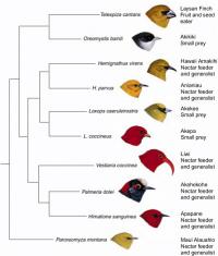 These very different species descended from a single ancestor in the last ten million years. Steve Olson (2004) Evolution in Hawaii. The National Academies Press:Washington, D.C.