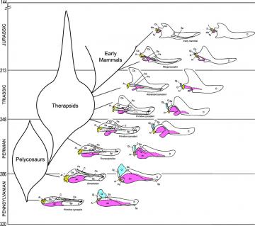 Mammal Jaw Evolution: The transition from a four-boned lower jaw to the mammalian jaw with a single element.  Skull illustrations from Kardong (2002), as reproduced by Theobald (2004).  The jawbones on the left illustrate the the inside of the mouth; the illustrations on the right show the outside of the jaw. The quadrate (the incus or anvil of the mammalian ear) is in turquoise, the articular (malleus or hammer in the mammalian ear) is in yellow, and the angular (tympanic annulus in the mammalian ear) is in pink. Teeth are not shown, and skulls are scaled to constant size for clarity. Q = quadrate, Ar = articular, An = angular, I = incus (anvil), Ma = malleus (hammer), Ty = tympanic annulus, D = dentary.     Skull figures reproduced from Kardong, K. V. (2002) Vertebrates: Comparative Anatomy, Function, Evolution. 3 ed. New York: McGraw Hill, fig. 1.4.3.  The bubble plot of mammalian evolution is based on figure 17.1 in Carroll (1988), and shows the diversification of major groups and the separation of distinct lineages through time.