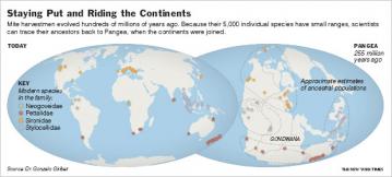 Mite Biogeography: Modern and historical locations of mites.  Because these species do not move long distances, the current locations of species change principally because of continental drift, not because of migration.  "By studying a group of organisms with not only an ancient origin, low vagility and restricted habitats but also a present global distribution, we have been able to test biogeographical hypotheses at a scale rarely attempted."  Sarah L. Boyer, Ronald M. Clouse, Ligia R. Benavides, P. Sharma, Peter J. Schwendinger, I. Karunarathna, G. Giribet (2007) "Biogeography of the world: a case study from cyphophthalmid Opiliones, a globally distributed group of arachnids," Journal of Biogeography (OnlineEarly Articles). Figure from Carl Zimmer (2007) "A Daddy Longlegs Tells the Story of the Continents  Big Shifts," The New York Times, 8/28/2007.