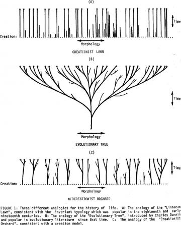 Neo-creationist orchard: From Kurt Wise (1990) "Baraminology: A Young-Earth Creation Biosystematic Method," in Robert E. Walsh (ed.) Proceedings of the Second International Conference on Creationism, Vol. 2. Creation Science Fellowship, Inc.: Pittsburgh, PA. p. 345-360.