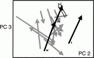 Ontogenetic Trajectories: Growth of the shoulderblade in marsupials and placentals. The ontogenetic trajectories of individual marsupial and placental species are plotted in a morphospace representing general scapular shape (PC2 and PC3 are the 2nd and 3rd principal component; the first principal component is just size). Marsupials, with the exception of the bandicoot Isoodon, are represented by solid black arrows (w, Macropus [Tammar wallaby] t, Trichosurus [Australian possum] m, Monodelphis [South American opossum]). Isoodon (i) is represented by the white arrow with the black border. Placentals are represented by solid gray arrows. The ontogenetic trajectories of marsupials, with the exception of Isoodon, are remarkably similar, whereas the trajectories of placentals vary greatly.  Isoodon does not crawl to the pouch, and so its fetus does not experience the same developmental constraints as other marsupials. (Figure 7 from Karen E. Sears. 2004. "Constraints on the Morphological Evolution of Marsupial Shoulder Girdles," Evolution 58(10):2353 2370.)