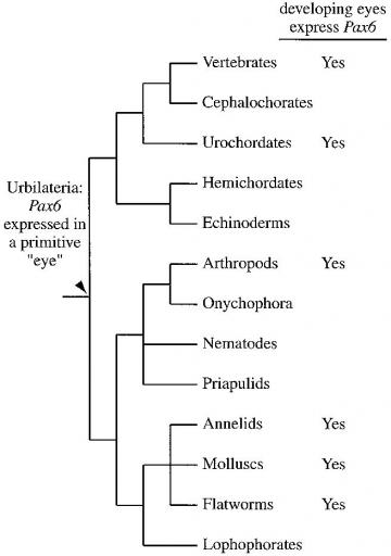 Evolution of eye development: The pattern of species in which Pax-6 is involved in eye evolution indicates that it played a role in the development of light-sensitive structures in the common ancestor of modern bilaterians.    Sean B. Carroll, Jennifer K. Grenier, and Scott D. Weatherbee (2001) From DNA to Diversity: Molecular Genetics and the Evolution of Animal Design, Blackwell Publishing:Cambridge, MA, Fig. 3.5 pg. 59