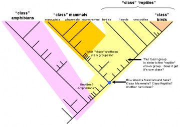 Tetrapod crown groups:  with some fossil stem groups added, with an attempt made to map the Linnaean classes onto the stem groups.  Fossil stem groups are very problematic for Linnaean ranks such as "class."  Graphic by Nick Matzke.  May be reproduced freely for nonprofit educational purposes.