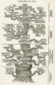 Haeckel's Tree of Life: Image from WikiCommons 