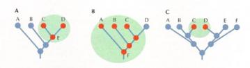 Trees of Life:: Monophyletic (A), paraphyletic (B), and polyphyletic (C) relationships