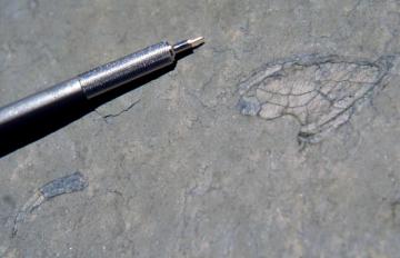 Trilobite Fragments: from the Cambrian Andrews Mountain Member of the Campito Formation, White-Inyo Mtns., California. Photo by Steven Newton.