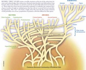 The tree of life as envisioned by many evolutionary biologists.