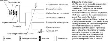 Wasp vs. fly development: A hypothesis about the evolution of the the developmental role of the even-skipped (eve) gene.  The gene is present in all insects, and in most it plays a role in defining the embryonic segments.  It does not play that role in some species, either because that role evolved later, or because it has been independently lost in two lineages.  In one lineage, the early development is constrained because the wasp lives as a parasite within another insect, and another gene regulates segment development.Image from Gregory A Wray and Ehab Abouheif (1998) "When is homology not homology?" Current Opinion in Genetics and Development. 8(6):675-680