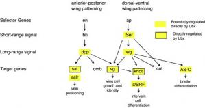 Wing Patterning