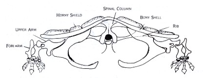 Figure 3: Front view based upon the skeleton of Chelydra, the snapping turtle shows the basinlike shoulder girdle typical among primitive land animals. The space between the two girdles in the bottom shell is where the two join with the bones of the lower shell. Since the shell provides protection and hunting strategy differs from that of the running animals, the main problem is again that of strong support of the heavy body and stability.