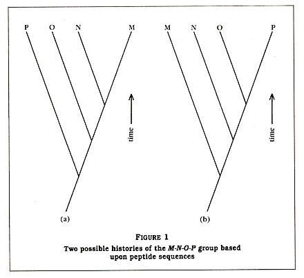 Figure 1: Two possible histories of the M-N-O-P group based upon peptide sequences