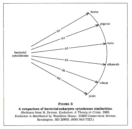 Figure 3: A comparison of bacterial-eukaryote cytochrome similarities