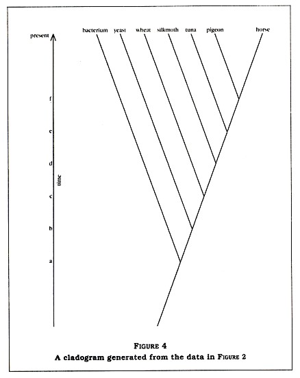 Figure 4: A cladogram generated from the data in figure 2