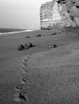 The coast of Lyme Regis, where Mary Anning searched for fossils. Photo by Mary Emling.