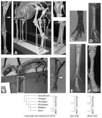 Equid Skeletons