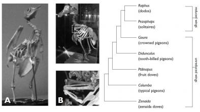 Rock Dove and Dodo skeletons