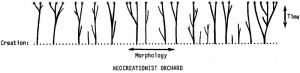 Neo-Creationist Orchard