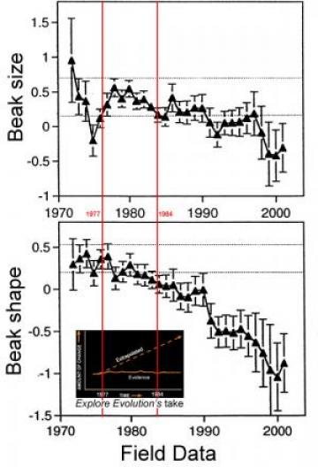 Explore Evolution versus the data: Actual measurements of G. scandens finches compared to Explore Evolution's presentation of data over the same time period.  EE arbitrarily compresses the Y-axis to minimize actual variability, introduces an "extrapolation" which bears no resemblance to what any scientist has predicted, and uses the unjustified claim of oscillation in the data to produce their own extrapolation &mdash; limits on the power of evolution.