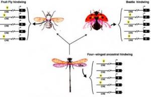 Hindwing Evolution