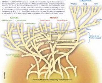 An Uprooted Tree of Life: From W. Ford Doolittle (2000) "Uprooting the tree of life." Scientific American, 282(2):90-5.  Note that distances are not necessarily to scale in this image.  This image reflects a view held by some practicing scientists (including Dr. Doolittle, the author of the original article) that there was a period in life's early history when genes swapped so frequently that it is impossible to treat those earlier lineages as truly distinct, nor to trace those lineages back cleanly to a single ancestor.  They do not dispute that life has some common ancestor, but they do seek to clarify how we talk about that ancestor.