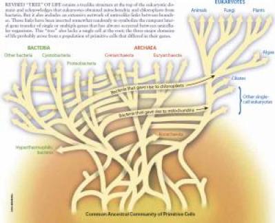 A modern view of the tree of life: From W. Ford Doolittle (2000) "Uprooting the tree of life." Scientific American, 282(2):90-5.  Note that distances are not necessarily to scale in this image.  This image reflects a view held by some practicing scientists (including Dr. Doolittle, the author of the original article) that there was a period in life's early history when genes swapped so frequently that it is impossible to treat those earlier lineages as truly distinct, nor to trace those lineages back cleanly to a single ancestor.  They do not dispute that life has some common ancestor, but they do seek to clarify how we talk about that ancestor.