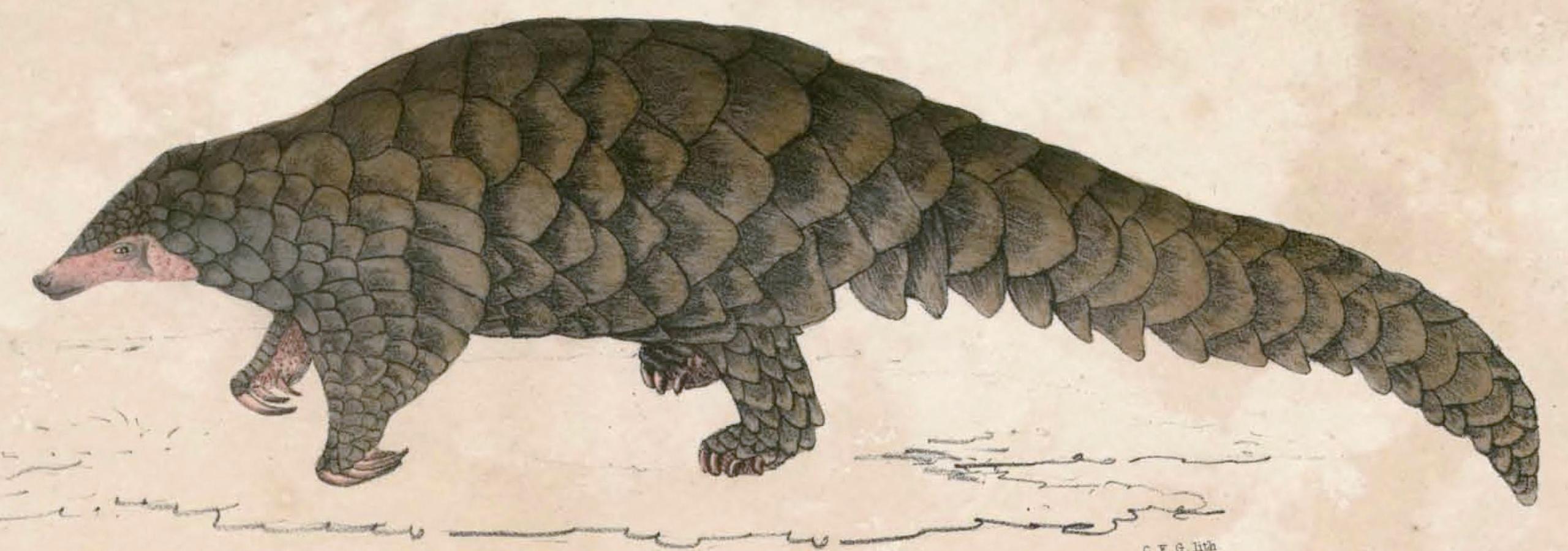 Pangolin