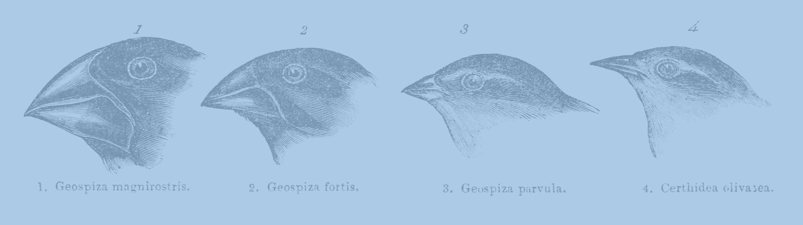 Darwin finches