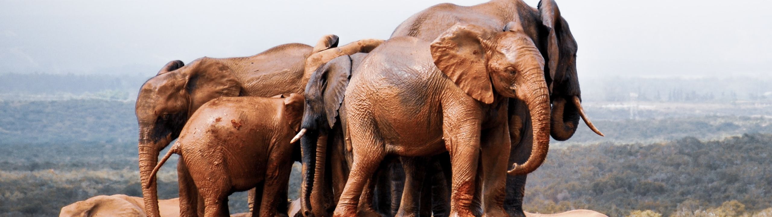 A herd of elephants