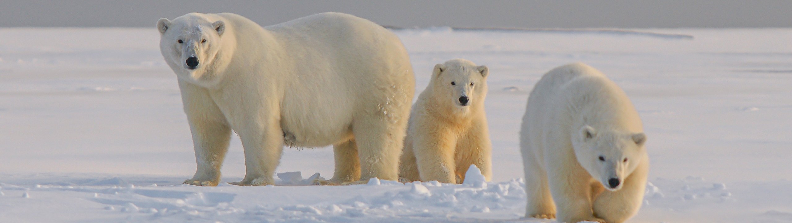 Why are these bears white?