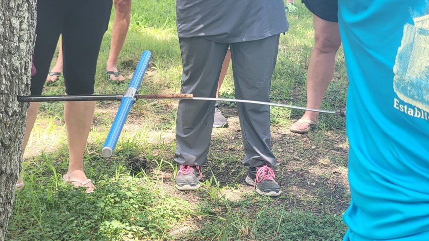 Extracting tree core samples from an oak.