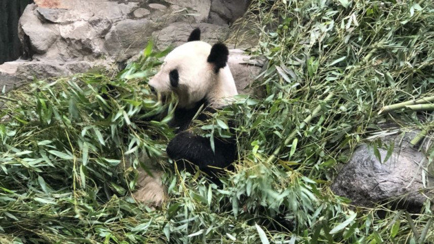 Panda eating bamboo