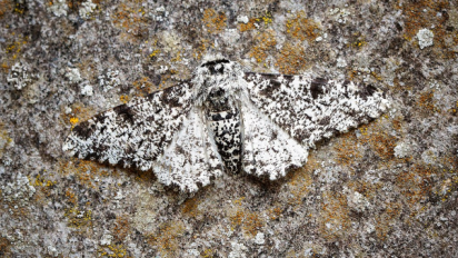 Peppered Moth