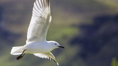 bird in flight