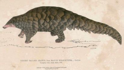 Pangolin