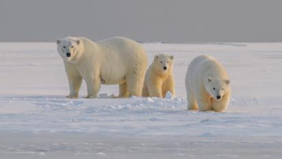 Why are these bears white?